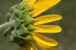 Common sunflower